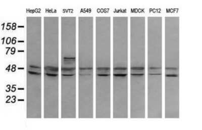 Western Blot RNF39 Antibody (OTI5E10)