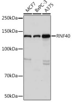 Western Blot: RNF40 Antibody (8I7R5) [NBP3-16834] - Western blot analysis of extracts of various cell lines, using RNF40 Rabbit mAb (NBP3-16834) at 1:1000 dilution. Secondary antibody: HRP Goat Anti-Rabbit IgG (H+L) at 1:10000 dilution. Lysates/proteins: 25ug per lane. Blocking buffer: 3% nonfat dry milk in TBST. Detection: ECL Basic Kit. Exposure time: 3s.