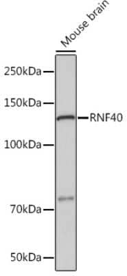 Western Blot: RNF40 Antibody (8I7R5) [NBP3-16834] - Western blot analysis of extracts of Mouse brain, using RNF40 Rabbit mAb (NBP3-16834) at 1:1000 dilution. Secondary antibody: HRP Goat Anti-Rabbit IgG (H+L) at 1:10000 dilution. Lysates/proteins: 25ug per lane. Blocking buffer: 3% nonfat dry milk in TBST. Detection: ECL Basic Kit. Exposure time: 30s.