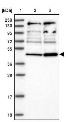 Western Blot: RNF44 Antibody [NBP1-82930] - Lane 1: Marker  [kDa] 250, 130, 95, 72, 55, 36, 28, 17, 10.  Lane 2: Human cell line RT-4.  Lane 3: Human cell line U-251MG sp