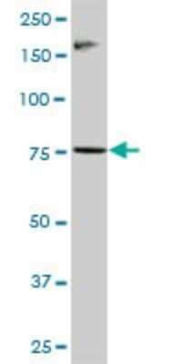 Western Blot: RNF6 Antibody [H00006049-B01P] - Analysis of RNF6 expression in HeLa.