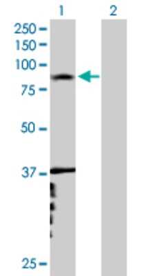 Western Blot: RNF6 Antibody [H00006049-B01P] - Analysis of RNF6 expression in transfected 293T cell line by RNF6 polyclonal antibody.  Lane 1: RNF6 transfected lysate(75.35 KDa). Lane 2: Non-transfected lysate.