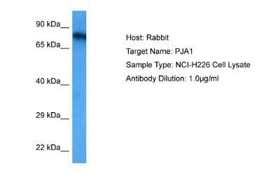 Western Blot: RNF70 Antibody [NBP2-85649] - Host: Rabbit. Target Name: PJA1. Sample Tissue: Human NCI-H226 Whole Cell. Antibody Dilution: 1.0ug/ml