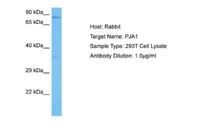 Western Blot: RNF70 Antibody [NBP2-85651] - Host: Rabbit. Target Name: PJA1. Sample Tissue: Human 293T Whole Cell lysates. Antibody Dilution: 1ug/ml