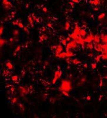 Immunocytochemistry/Immunofluorescence: RNF8 Antibody [NBP1-77166] - Rat lung tissue with RNF8 antibody at 20 ug/mL.