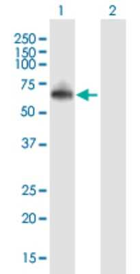 Western Blot: RNF8 Antibody [H00009025-B01P] - Analysis of RNF8 expression in transfected 293T cell line by RNF8 polyclonal antibody.  Lane 1: RNF8 transfected lysate(53.35 KDa). Lane 2: Non-transfected lysate.