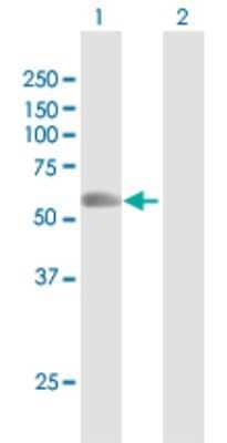 Western Blot: RNF8 Antibody [H00009025-D01P] - Analysis of RNF8 expression in transfected 293T cell line by RNF8 polyclonal antibody.Lane 1: RNF8 transfected lysate(55.50 KDa).Lane 2: Non-transfected lysate.