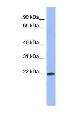 Western Blot RNPC1 Antibody - BSA Free