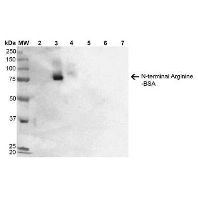 Western Blot: RNPEPL1 Antibody (2A4) [NBP2-59370] - Western Blot analysis of N-terminal Arginine-BSA showing detection of 67 kDa N-terminal Arginylation protein using Mouse Anti-N-terminal Arginylation Monoclonal Antibody, Clone 2A4 (SMC-262). Lane 1: Molecular Weight Ladder (MW). Lane 2: BSA. Lane 3: RDHKH-BSA. Lane 4: REHKH-BSA. Lane 5: HKH-BSA. Lane 6: HKERD-BSA. Lane 7: HKRRE-BSA. Load: 0.5 µg. Block: 5% Skim Milk in 1X TBST. Primary Antibody: Mouse Anti-N-terminal Arginylation Monoclonal Antibody (SMC-262) at 1:1000 for 60 min at RT. Secondary Antibody: Goat Anti-Mouse IgG: HRP at 1:2000 for 60 min at RT. Color Development: ECL solution (Super Signal West Pico) for 5 min in RT. Predicted/Observed Size: 67 kDa. Other Band(s): 75kDa RDHKH-BSA and REHKH-BSA.