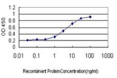 ELISA: RNase H1 Antibody (5D10) [H00246243-M01] - Detection limit for recombinant GST tagged RNASEH1 is approximately 0.03ng/ml as a capture antibody.