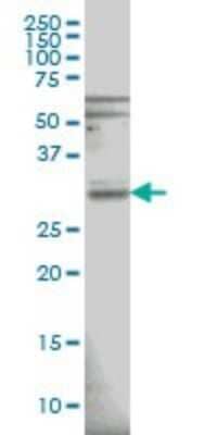 Western Blot: RNase H1 Antibody (5D10) [H00246243-M01] - RNASEH1 monoclonal antibody (M01), clone 5D10 Analysis of RNASEH1 expression in HeLa.