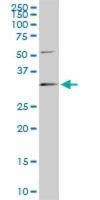 Western Blot: RNase H1 Antibody (5D10) [H00246243-M01] - RNASEH1 monoclonal antibody (M01), clone 5D10. Analysis of RNASEH1 expression in PC-12.