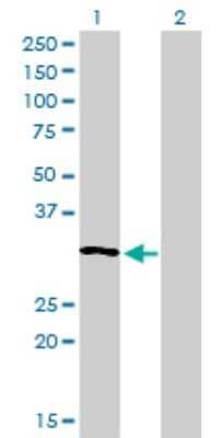 Western Blot: RNase H1 Antibody (5D10) [H00246243-M01] - Analysis of RNASEH1 expression in transfected 293T cell line by RNASEH1 monoclonal antibody (M01), clone 5D10.Lane 1: RNASEH1 transfected lysate(32.1 KDa).Lane 2: Non-transfected lysate.