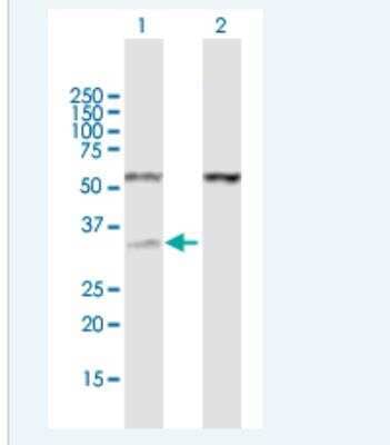 Western Blot: RNase H1 Antibody [H00246243-B01P-50ug] - Analysis of RNASEH1 expression in transfected 293T cell line by RNASEH1 MaxPab polyclonal antibody.  Lane 1: RNASEH1 transfected lysate(31.46 KDa).Lane 2: Non-transfected lysate.