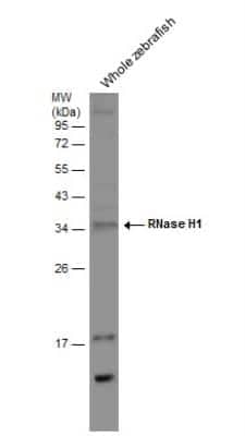 Western Blot: RNase H1 Antibody [NBP2-20171] - Whole zebrafish extract (30 ug) was separated by 12% SDS-PAGE, and the membrane was blotted with RNase H1 antibody [N2C3] (NBP2-20171) diluted at 1:1000.