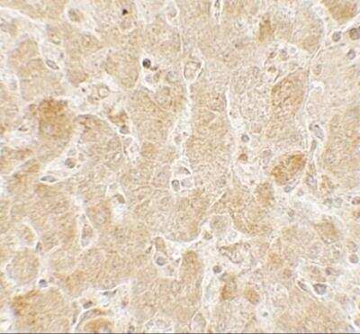 Immunohistochemistry ROBLD3 Antibody - BSA Free