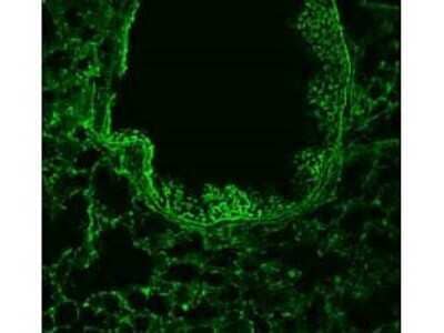 Immunohistochemistry: ROBO1 Antibody [NB600-1254] - 1/50 staining mouse lung tissue sections (adult, frozen 100um wholemount sections) by IHC-Fr. The tissue was paraformaldehyde fixed and permeabilized with triton x-100 before incubation with the antibody for 16 hours at 4C.