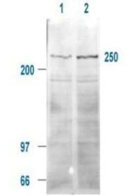 Western Blot: ROBO1 Antibody [NB600-1254] - Biotinylated human mTOR present in a 293T whole cell lysates.  Cells were serum-starved for 24 hours prior to harvest. ~20ug of lysate was loaded per lane for SDS-PAGE.  Untreated cells are shown in lane 1, whereas cells in lane 2 were treated with IGF-1 (100 ng/ml) for 20 min prior to harvest.  Follow reaction of antibody with a 1:2000 dilution of HRP Goat-a-Rabbit IgG for visualization.