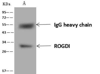 Immunoprecipitation: ROGDI Antibody [NBP3-12690] - Lane A:0.5 mg K562 Whole Cell Lysate4 uL anti-ROGDI rabbit polyclonal antibody and 60 ug of Immunomagnetic beads Protein A/G.Primary antibody:Anti-ROGDI rabbit polyclonal antibody,at 1:100 dilution Secondary antibody:Goat Anti-Rabbit IgG (H+L)/HRP at 1/10000 dilutionDeveloped using the ECL technique.Performed under reducing conditions.Predicted band size: 32 kDaObserved band size :32 kDa