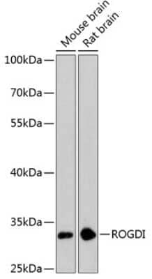 Western Blot: ROGDI Antibody [NBP2-93139] - Analysis of extracts of various cell lines, using ROGDI at 1:3000 dilution. Secondary antibody: HRP Goat Anti-Rabbit IgG (H+L) at 1:10000 dilution. Lysates/proteins: 25ug per lane. Blocking buffer: 3% nonfat dry milk in TBST. Detection: ECL Basic Kit . Exposure time: 90s.
