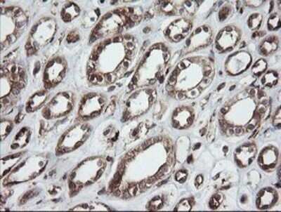 Immunohistochemistry: ROMO1 Antibody (OTI2C12) - Azide and BSA Free [NBP2-73928] - Analysis of Human Kidney tissue.