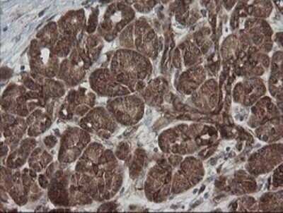 Immunohistochemistry: ROMO1 Antibody (OTI2C12) - Azide and BSA Free [NBP2-73928] - Analysis of Human pancreas tissue.