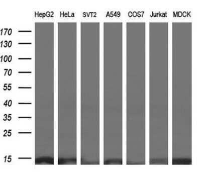 Western Blot: ROMO1 Antibody (OTI2C12) - Azide and BSA Free [NBP2-73928] - Analysis of extracts (10ug) from 7 different cell lines.