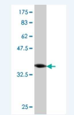 Western Blot: ROPN1 Antibody (1B10) [H00054763-M04] - Detection against Immunogen (38.94 KDa) .