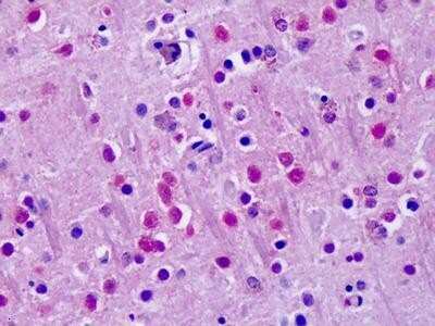 Immunohistochemistry-Paraffin: ROR alpha/NR1F1 Antibody [NLS2337] - Human, Brain, Cortex: Formalin-Fixed Paraffin-Embedded (FFPE)