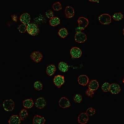 Immunocytochemistry/Immunofluorescence: ROR gamma/RORC/NR1F3 Antibody (RORC/2941) [NBP3-08314] - Immunofluorescence staining of PFA-fixed MOLT4 cells with ROR gamma/RORC/NR1F3 Mouse Monoclonal Antibody (RORC/2941) followed by goat anti- Mouse IgG-CF488. Nuclei counterstained with RedDot.