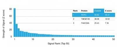 Protein Array: ROR gamma/RORC/NR1F3 Antibody (RORC/2942) [NBP3-07565] - Analysis of Protein Array containing more than 19,000 full-length human proteins using ROR gamma/RORC/NR1F3 Mouse Monoclonal Antibody (RORC/2942).