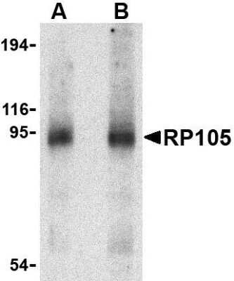 Western Blot RP105/CD180 Antibody - BSA Free