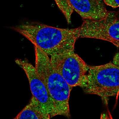 Immunocytochemistry/ Immunofluorescence RP11-195F19.5 Antibody - BSA Free