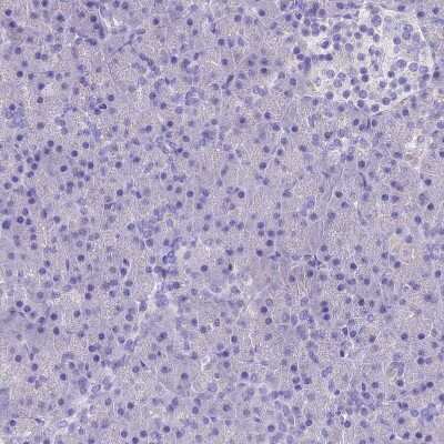 Immunohistochemistry-Paraffin: RP5-1077B9.4 Antibody [NBP1-87394] - Staining of human pancreas shows no positivity in exocrine glandular cells as expected.