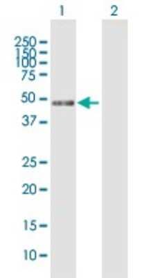 Western Blot: RP5-1077B9.4 Antibody [H00060672-B01P] - Analysis of RP5-1077B9.4 expression in transfected 293T cell line by RP5-1077B9.4 polyclonal antibody.  Lane 1: RP5-1077B9.4 transfected lysate(42.68 KDa). Lane 2: Non-transfected lysate.