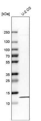 Western Blot: RPA14 Antibody [NBP1-87141] - Analysis in human cell line U-2 OS.