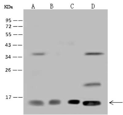 Western Blot: RPA14 Antibody [NBP2-97782] - Anti-RPA14 rabbit polyclonal antibody at 1:500 dilution. Lane A: Hela Whole Cell Lysate Lane B: HepG2 Whole Cell Lysate Lane C: 293T Whole Cell Lysate Lane D: HL-60 Whole Cell Lysate Lysates/proteins at 30 ug per lane. Secondary Goat Anti-Rabbit IgG (H+L)/HRP at 1/10000 dilution. Developed using the ECL technique. Performed under reducing conditions. Predicted band size: 14 kDa. Observed band size: 14 kDa