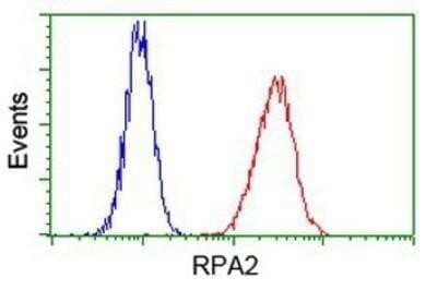 Flow Cytometry: RPA2 Antibody (OTI9A1) - Azide and BSA Free [NBP2-73935] - Analysis of Hela cells, using anti-RPA2 antibody, (Red), compared to a nonspecific negative control antibody (Blue).