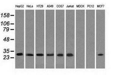 Western Blot: RPA2 Antibody (OTI9A1) - Azide and BSA Free [NBP2-73935] - Analysis of extracts (35ug) from 9 different cell lines by using g anti-RPA2 monoclonal antibody (HepG2: human; HeLa: human; SVT2: mouse; A549: human; COS7: monkey; Jurkat: human; MDCK: canine; PC12: rat; MCF7: human).