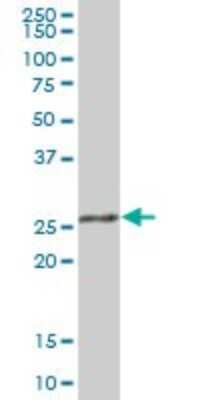 Western Blot RPA4 Antibody - Azide and BSA Free
