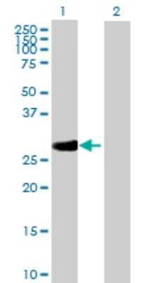 Western Blot RPA4 Antibody