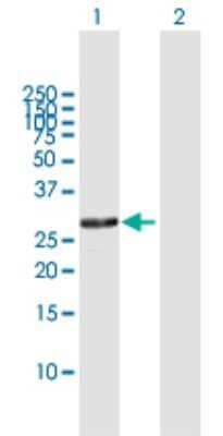 Western Blot: RPA4 Antibody [H00029935-D01P] - Analysis of RPA4 expression in transfected 293T cell line by RPA4 polyclonal antibody.Lane 1: RPA4 transfected lysate(28.90 KDa).Lane 2: Non-transfected lysate.