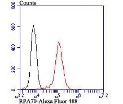 Flow Cytometry: RPA70 Antibody (JB75-32) [NBP2-75648] - Analysis of 293T cells with RPA70 antibody at 1/100 dilution (red) compared with an unlabelled control (cells without incubation with primary antibody; black). Alexa Fluor 488-conjugated goat anti rabbit IgG was used as the secondary antibody.