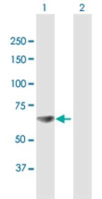 Western Blot: RPA70 Antibody [H00006117-B01P] - Analysis of RPA1 expression in transfected 293T cell line by RPA1 polyclonal antibody.  Lane 1: RPA1 transfected lysate(67.76 KDa). Lane 2: Non-transfected lysate.