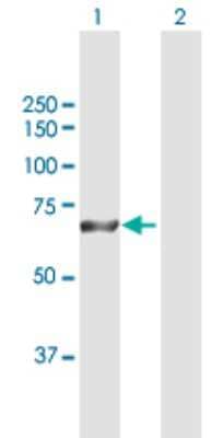Western Blot: RPA70 Antibody [H00006117-D01P] - Analysis of RPA1 expression in transfected 293T cell line by RPA1 polyclonal antibody.Lane 1: RPA1 transfected lysate(68.10 KDa).Lane 2: Non-transfected lysate.