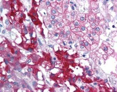 Immunohistochemistry-Paraffin: RPAIN Antibody [NBP1-03107] - Staining of human adrenal. Immunohistochemistry of formalin-fixed, paraffin-embedded tissue after heat-induced antigen retrieval. Antibody concentration 5 ug/ml.