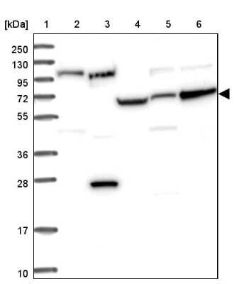 Western Blot: RPAP2 Antibody [NBP2-13248] - Lane 1: Marker  [kDa] 250, 130, 95, 72, 55, 36, 28, 17, 10.  Lane 2: Human cell line RT-4.  Lane 3: Human cell line U-251MG sp.  Lane 4: Human plasma (IgG/HSA depleted).  Lane 5: Human liver tissue.  Lane 6: Human tonsil tissue