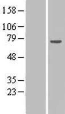 Western Blot RPAP2 Overexpression Lysate