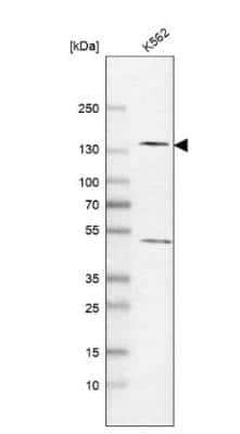 Western Blot: RPB2 Antibody [NBP1-87786] - Analysis in human cell line K562.