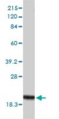 Western Blot: RPB8 Antibody (3G6-1A4) [H00005437-M01] - POLR2H monoclonal antibody (M01), clone 3G6-1A4 Analysis of POLR2H expression in Hela.